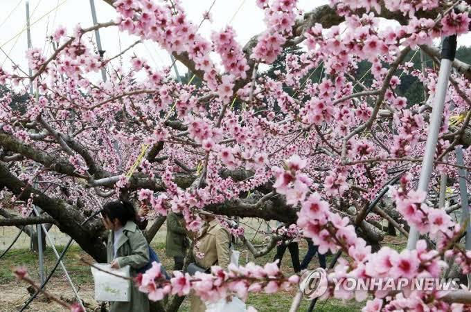 السلام عليكم لكل اهالي ناحية النمرود 
تم توفير اشجار الفواكه والزينة وزهور الربيع والصيفية 
برتقال 
ليمون 
يوسفي 
برتقال صيني وياباني 
نارنج
تين 
رمان 
تفاح
خوخ 
مشمش 
ألو (كوجه)اصفر وأسود 
عرموط جبلي 
عرموط صيفي 
توث عراقي وهندي 
كرز 
سدر مطعم وغير مطعم 
عنب حلوني
سفرجل
كالبتس 
دفله 
جوري 
ثويا 
وجميع زهور الربيع  
بأسعار جداً مناسبة يوجد خدمة توصيل 
تواصل
 عبر الصفحة مشتل الفرات في الموصل
او على الرقم ***********
