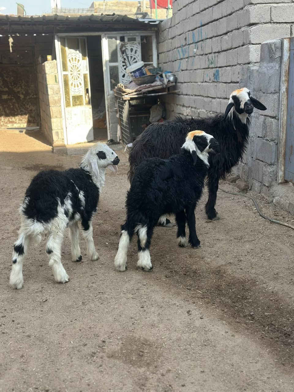 يا الله نعجه نجديه جواها توم نثايه وراكبه فوك بناتها نعجه كلش حلوه رقم 1 مال جناي مكفوله كافت شروط الجني سعر مليون وربع 1250 وبيها مجال بصيط مكاني البصره الزبير رقمي *********** يوجد توصيل 🚚 داخل البصره
