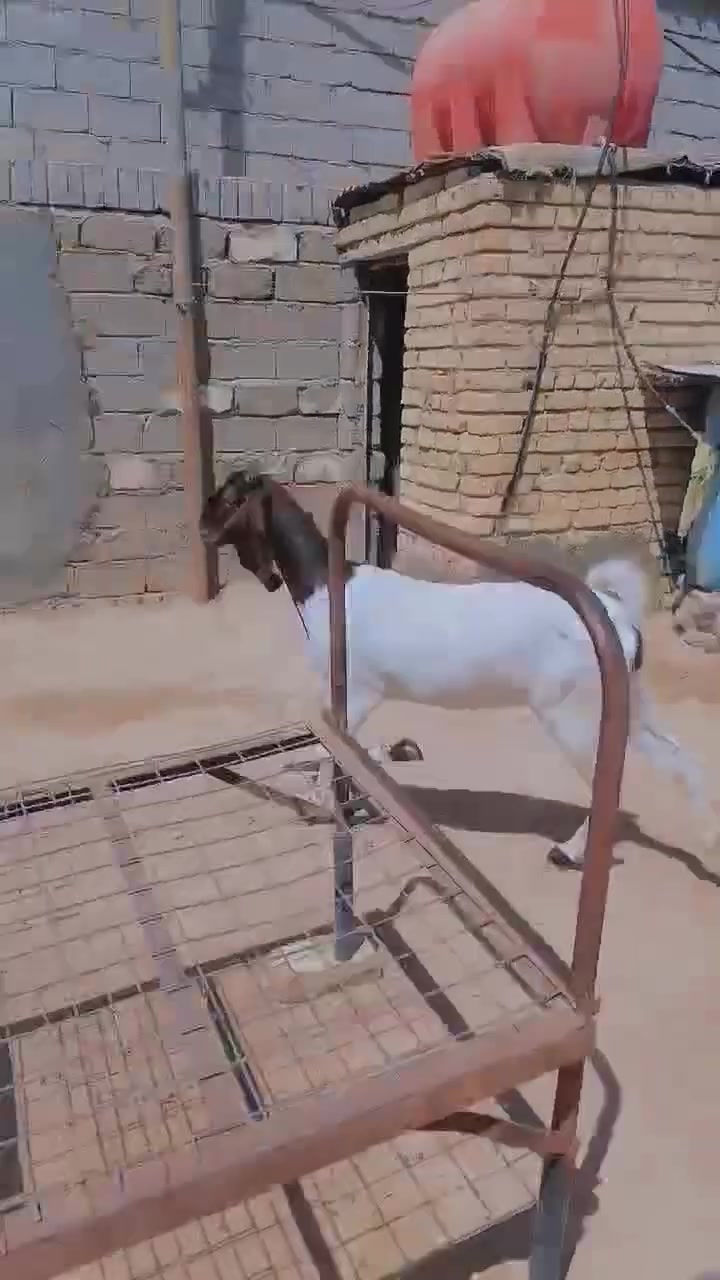 افغانيه مطفل وراها فحل حلو خط اول 
صخله والده بس بطن واحد وحاليا مضرع شرط الشرط عليها 3اشهر

السماوه معالي ***********
