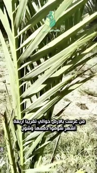 هيومك سلوفاكي • نتائج رائعة • تنظيف ربيع