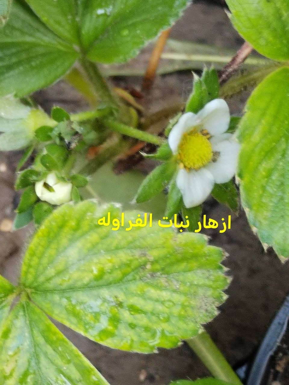 متاح لدينا سنادين شتلات 
شتلات ازهار ورد عين البقره
شتلات ازهار متسلق مجد الصباح الوان
شتلات ازهار اكاسيا شمعدان
شتلات الفراوله
شتلات إكليل الجبل روز ماري عطري 
شتلات ورد الختميه
شتلات ورد لاله عباس
شتلات متسلق ورد ابو خنجر الاتيني
شتلات الصبار التين الشوكي
شتلات متسلق البطاطا الحلوه
شتلات السجاد الكوليس
شتلات خد العروسه 
لطلب والحجز واتساب *********** السماوه أو مراسلة الصفحه يوجد خدمة توصيل طلبات داخل السماوه
