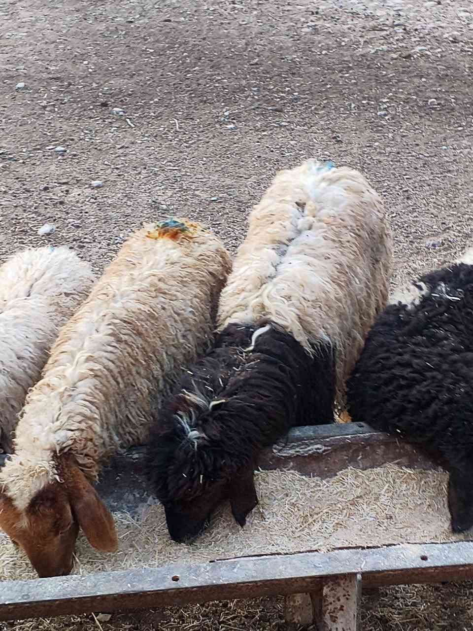 يوجد طليان و فطايم العدد 11مال جنيه شرط نصاحه سعر الوحد 175الف المكان بيجي ***********،   ***********
