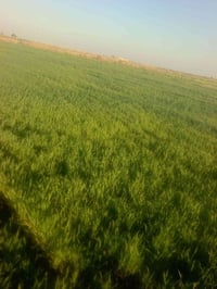 في الكوت البسروكيه • 15دونم • 30نخلة