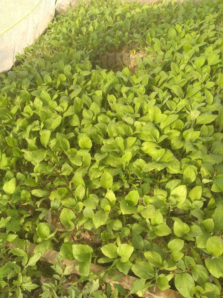 شتل بيذنجان للبيع أكياس درجة أولى للتواصل عل الخاص


**إذا كنت صاحب هذا الإعلان وتريد حذفه لأي سبب، رجاءا أرسل رسالة إلى الدعم الفني**