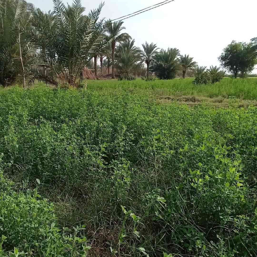 ارض زراعيه للبيع مساحتها 12 دونم ويوجد بها بيتين بناء حديث ويوجد فيها ماء في الصيف والشتاء للزراعه ويوجد بها أكثر من 50 نخله وماره بها اعمده الكهرباء وماء اسأله ومدرسه قريبه ومستوصف وأرض صالحه جدا للزراعه.
عنوانها :- بابل _الحمزه الغربي.
تبعد عن السريع الدولي مايقارب 3 كيلومتر في منطقه الكصيرات  ارض اصلاح زراعي وعن الشارع التبليط الفرعي مايقارب 400 متر الدونم 10 ملايين وبيه مجال . جميع التفاصيل الاخرئ يم صاحب الأرض أرقامه 👇
للاتصال :-***********
ارض زراعيه للبيع مساحتها 12 دونم ويوجد بها بيتين بناء حديث ويوجد فيها ماء في الصيف والشتاء للزراعه ويوجد بها أكثر من 50 نخله وماره بها اعمده الكهرباء وماء اسأله ومدرسه قريبه ومستوصف وأرض صالحه جدا للزراعه.
