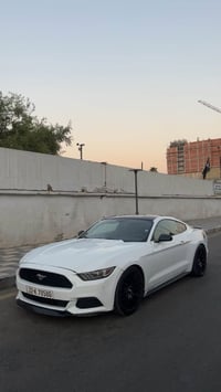 شونكم حبايب بيع فقط بدون اي مراوس لان سعره حلو وبلعافيه عل مشتري  موست...