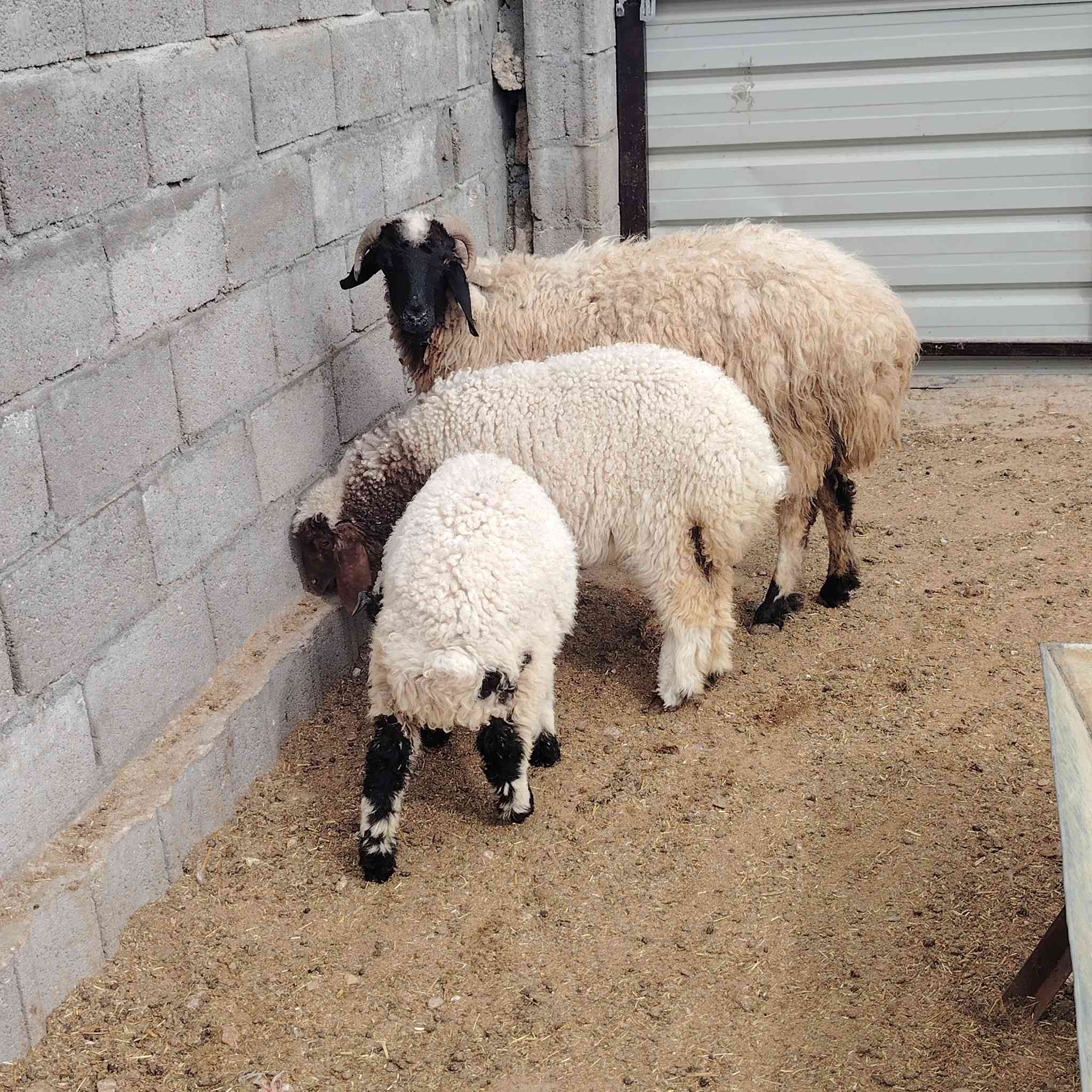 متاح نعجه وراه توم فطايم سعرها ٧٦٠ عنوانه الانبار قضاء عنه ناحية الريحانه يوجد توصيل مجاااااني حديثه والبغدادي فقط تفاصيله بلفيديو
***********
#ابوعبيدة #لتجارة #الاغنام #والمواشي #جمال #خيول #ماعز #متابعه_ولايك_فضلا_وليس_امر #سوق #عنه #وضواحيها #لتجارة #الاغنام #والمواشي
