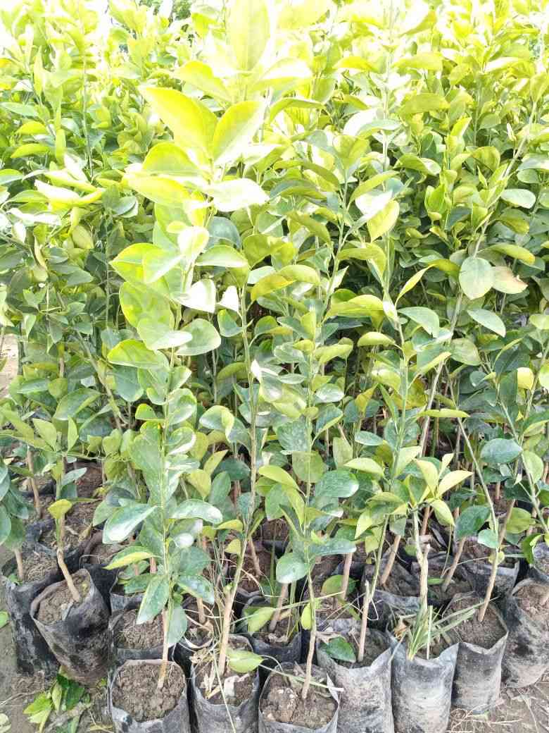 توفر انواع الحمضيات والنفضيات بغداد كريعات


**إذا كنت صاحب هذا الإعلان وتريد حذفه لأي سبب، رجاءا أرسل رسالة إلى الدعم الفني**