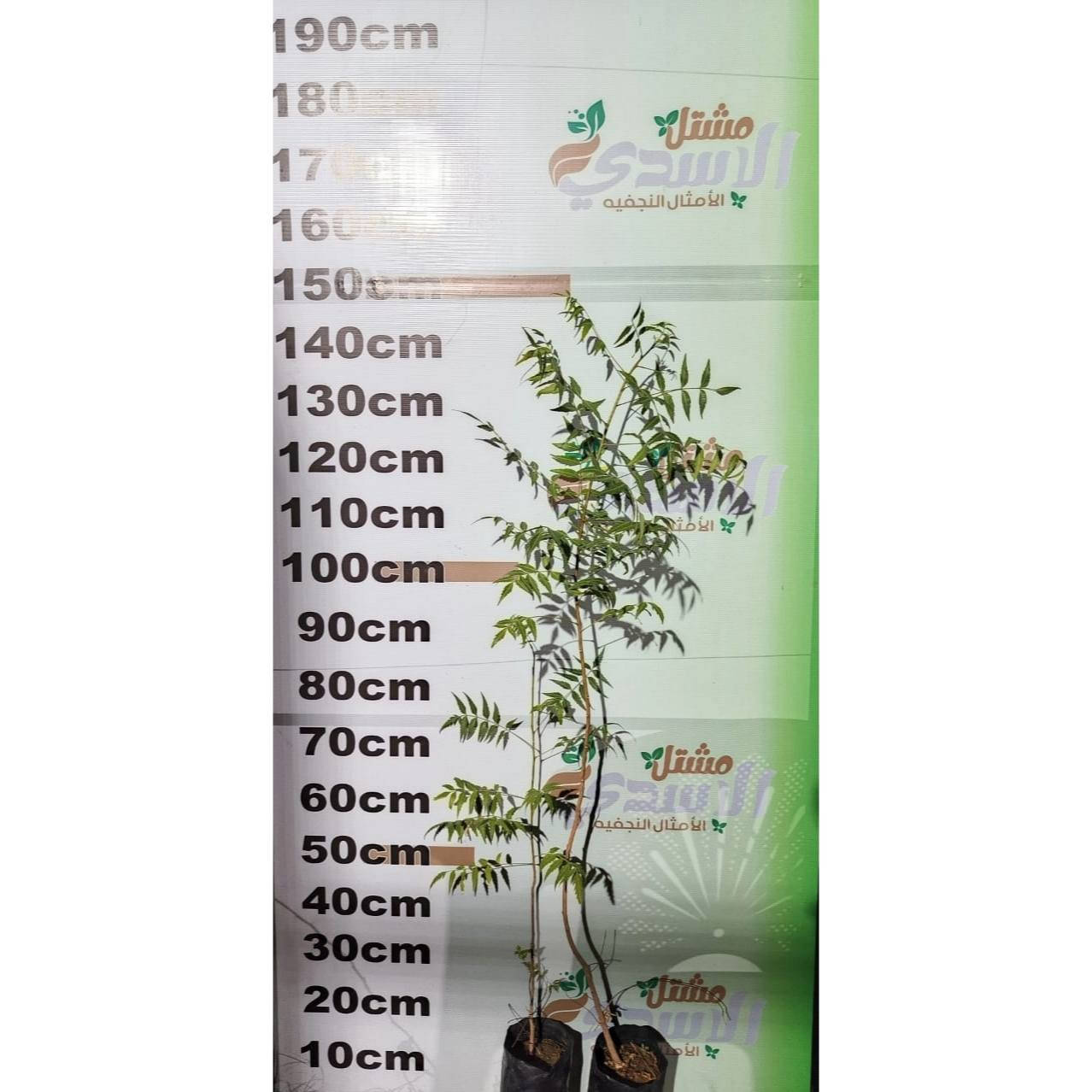 ياالله ياالله ياالله 📢📢يعلن مشتل شركة الأمثال النجفيه عن قنبلة الموسم توفر شجرة النيم بديل الكابرس والغنيه عن التعريف ✨✨✨✨من مميزاتها تعتبر مبيد طبيعي ضد الحشرات و تعتبر الخيار المثالي لتسييج الاراضي وجعلها حزام اخضر 💔🔥🔥🔥 ومن افضل الخيرات للتشجير وحملات التشجير✨✨ ولمن يبحث عن غرش شجره بجوار منزله لتوفير الظل المناسب والجو اللطيف ❤️‍🔥❤️‍🔥 متوفره بسعر غير مطروق بالعراق  بسعر ....3500 وكل ثلاث شتلات بسعر10000.سعر حارق خارق🔥🔥🔥للتسعير ارتفاع مابين 60 سنتيم الى 90 سنتيم 
شتلات جاهزه للغرس مسمده  ومعتنى بها مزروع بكيس زراعي🔥🔥🔥
ومتوفر البيع بالجمله كميه محدوده جدا جدا
للحجز والاستفسار مراسلة الصفحه أو الاتصال بالرقم التالي ***********
توصيل داخل النجف الاشرف بسعر 3000
العنوان النجف الاشرف حي الجامعه 

علما تم توصيل كافة محافظات العراق بسعر 6000
#شركة_الأمثال_النجفيه_للتجاره_و_الاعلانات_المحدوده
#النيم
#مشتل
#زراعه
#النجف
#العراق
#مشاتل
#مشتل_الامثال_النجفيه
