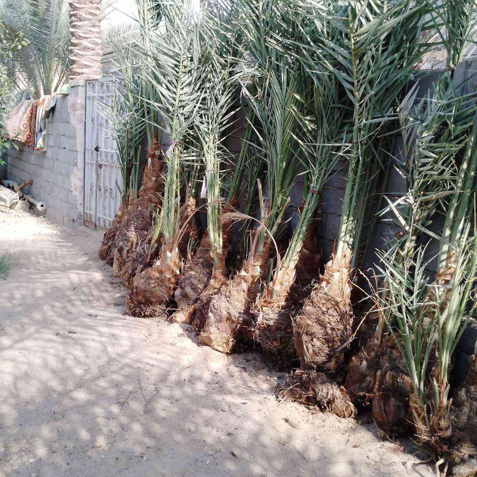 بيع اصناف النخيل النادره


**إذا كنت صاحب هذا الإعلان وتريد حذفه لأي سبب، رجاءا أرسل رسالة إلى الدعم الفني**