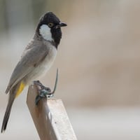 طور • بدون قفص