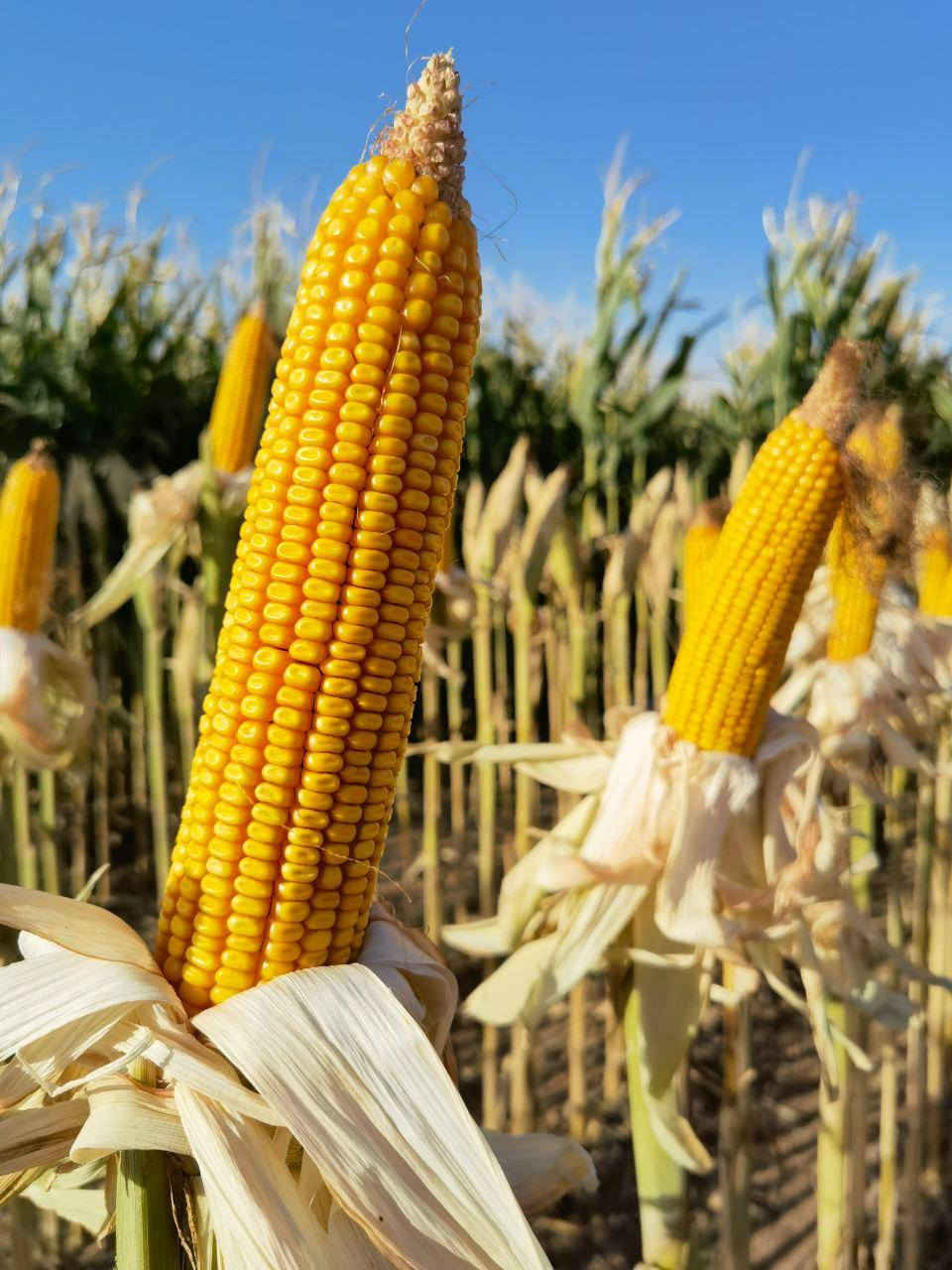 الحمدله والشكر يتوفر لدينابذور نوعGreen life هولندي انتاج تركي شرط الانبات مده الانتاج 100 يوم وكميه الانتاج من 3.5 طن الى 4.5 طن تقريبا مع ارتفاع تقريبا 3 متر 
العنوان كركوك حي الصناعي فرع 
شركة الهلال الذهبي للاستثمارات الزراعية 
***********
***********
@إشارة
