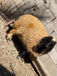 فطيمه • ٢٥ كيلو • قابل تفاوض