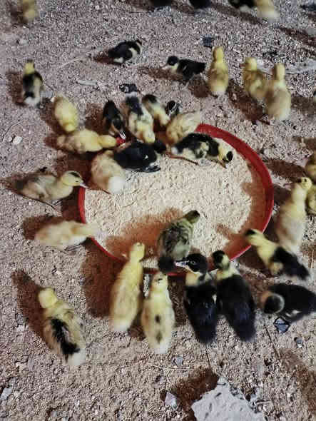 افراخ بش للبيع سعر الزوج 2250 نجف قضاء المناذره ***********
