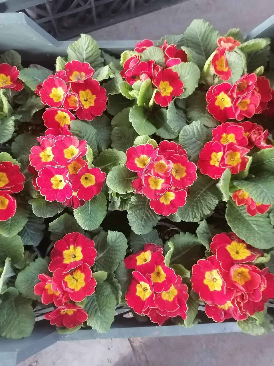 مشتل الربيعي سوق الشمري قرب عيادة ابو رافد مقابل خياطة احمد العكيلي النهروان


**إذا كنت صاحب هذا الإعلان وتريد حذفه لأي سبب، رجاءا أرسل رسالة إلى الدعم الفني**