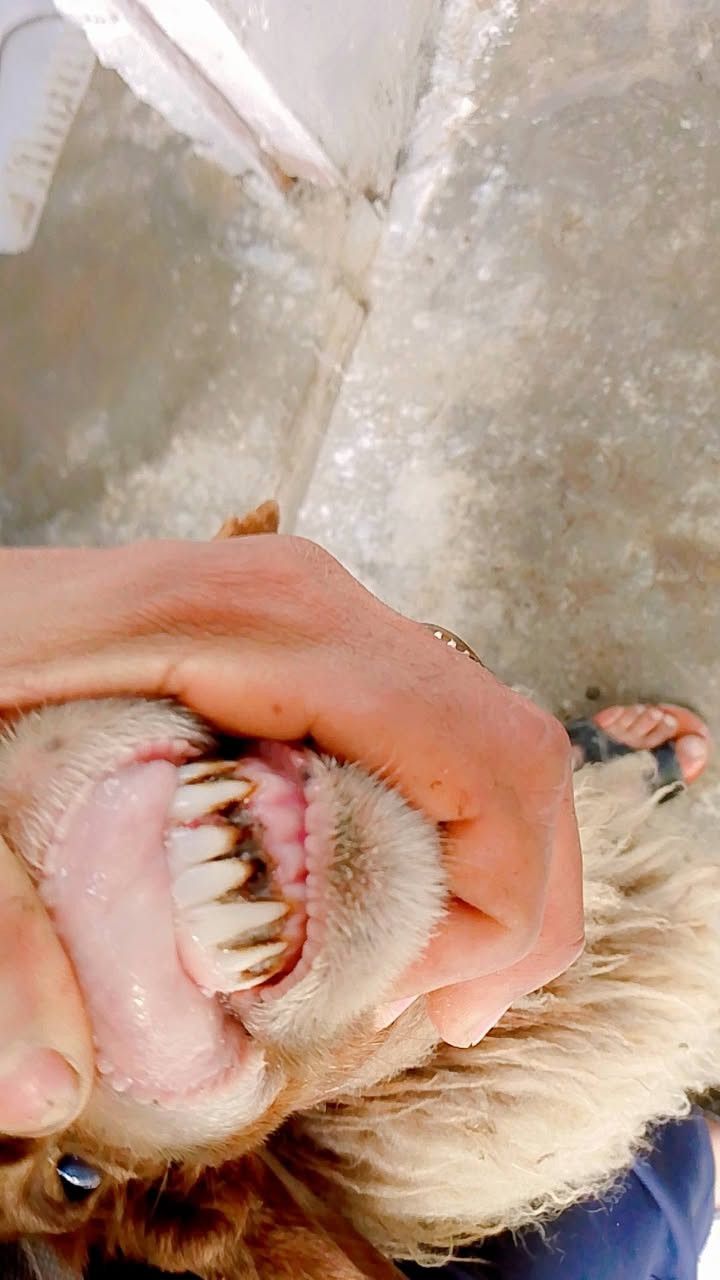 يا الله نعجات صاحيات شرط الصحه وسالمه من كل عيب سالمات سن وعين وشطر نعجات راكبات على ذمت راعيه  حلوه مالات جناي وين راحو جنايه على باب الله تنزيلات سعر الواحد 195وبيهن مجال بصيط المكان البصرة الزبير الشراي يتصل بالخدمه ***********
