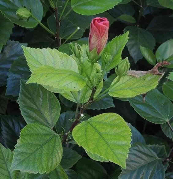 متوفر الان .... مشتل عبدالله
شجيرة معمرة كثيرة التفرع من القاعدة يصل طولها الى 2_3 امتار ، متحملة لأجوائنا الجافة والحارة ، تتميز بزهورها الكبيرة ، زهورها تبقى ٢٤ ساعة بعدها تذبل ويعمل منها شاي 
لها عدة الوان 🌼🌺🌸 أبرزها الاحمر ، إحرص على الهبسكس فهو  إضافة مهمة في كل حديقة.
 🌺🍃يحتاج اشعة الشمس المباشرة ويمكن زراعته  في اصص ووضعه قرب النافدة والري يكون بانتظام
🍃🌺يتكاثر بالعقلة 
🌺🍃يناسبه التربة الرطبة سهلة الصرف.
🍃🌺يتم تقليمه في اوخر الشتاء  ليزهر في فصلي الربيع و الصيف..متوفر  العنوان. بغداد الداوودي شارع هيل وزعفران خلف ثانوية الفضيلة واتساب ***********
٠
