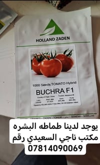 بذر طماطه • مكتب ناجي السعيدي • عمود 951