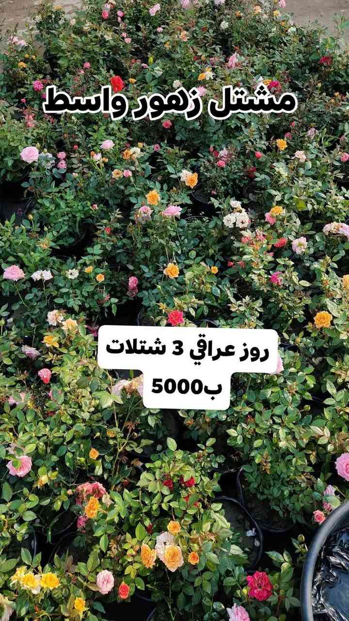 🌿 عرض خاص ومميز 🌿
3 شتلات بسعر 5000 فقط!
جدد حديقة بيتك بأجمل النباتات وبسعر ما يتفوت 🌱✨
#العرض_لفترة_محدودة_سارع_بالحجز 
يفتح المشتل طيله ايام الاسبوع من الساعه 8:00 صباحا والى الساعه 10:00 ليلآ
#مشتل_زهور_واسط العنوان كوت فلكه الحاوي شارع مجمع دمشق الطبي مقابل ابتدائية الكوت للتعليم الأساسي #يوجد_توصيل_داخل_الكوت
*********** لطلب والاستفسار واتساب  او مراسله الصفحه الشخصيه بلال الواسطي🌹😊
