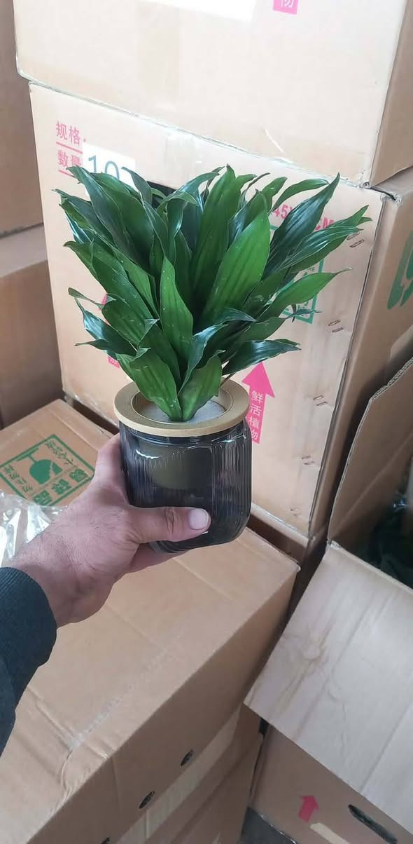 ياالله ... وجبه جديده🔥
#معرض_زهره_الگاردينيا 🌿💚 

"🌿💚 نباتات ظلية مُستوردة 🌸

- أنواع فاخرة ومُختارة بعناية
- جودة عالية وضمان استمرار النمو
- توصيل سريع لجميع المحافظات

مستلزمات النباتات توفرت كلها يمنا ✨
(برلايت/بيتموس/احجار الليكا/مجذر/مقوي / احجار ملونة/سماد  )
 انواع السنادين بلاستك وسيراميك ☘️✨
العنوان // بغداد سبع ابكار 
التوصيل// متوفر لكل المحافظات  

للحجز والاستفسار، راسلونا على الصفحة 📲💬
 هذا الرقم بي واتساب 
***********

أسعارنا تنافسية وخدمتنا مميزة 🌟 
 معرض زهره الگاردينيا  - وين ما تحتاجون النبات، احنا بخدمتكم  🌿💕

#مشتل_ومعرض_زهره_الگاردينيا #نباتات_ظلية #مستوردة #بيع #العراق" #اكسبلور #نباتات
#نباتات_منزلية #مشتل #ازهار #ورود #ورد_طبيعي
