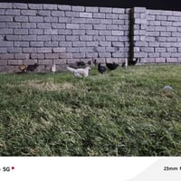 فراريج عرب • ١٧ وحدة • ناحية الشورة