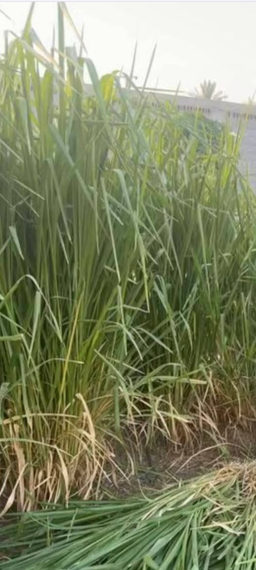 السلام عليكم ورحمة الله وبركاته
جملتنا هي الأفضل تعمل في خدمتكم

إلى أصحاب المحلات التجارية والمزارعون

يعلن مكتب علي العيساوي 🏢 🏢

عن توفر بونيكام

ذات فوائد درجه اولى
من حيث الحليب كثرة البروتينات التسمين

الأسعار مناسبه و انخفاضيه

كما وأنه هنالك تخفيضات# الأصحاب المحلات التجاريه

العنوان
بابل الكفل مقابل كراج
بني مسلم

***********
*********** كرارالعيساوي
