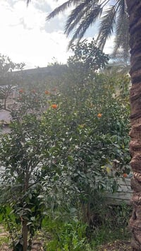 يوجد نص دونم للبيع  مع بيت ملك صرف مساحة البيت ٢٠٠متر في بغداد /الراشد...