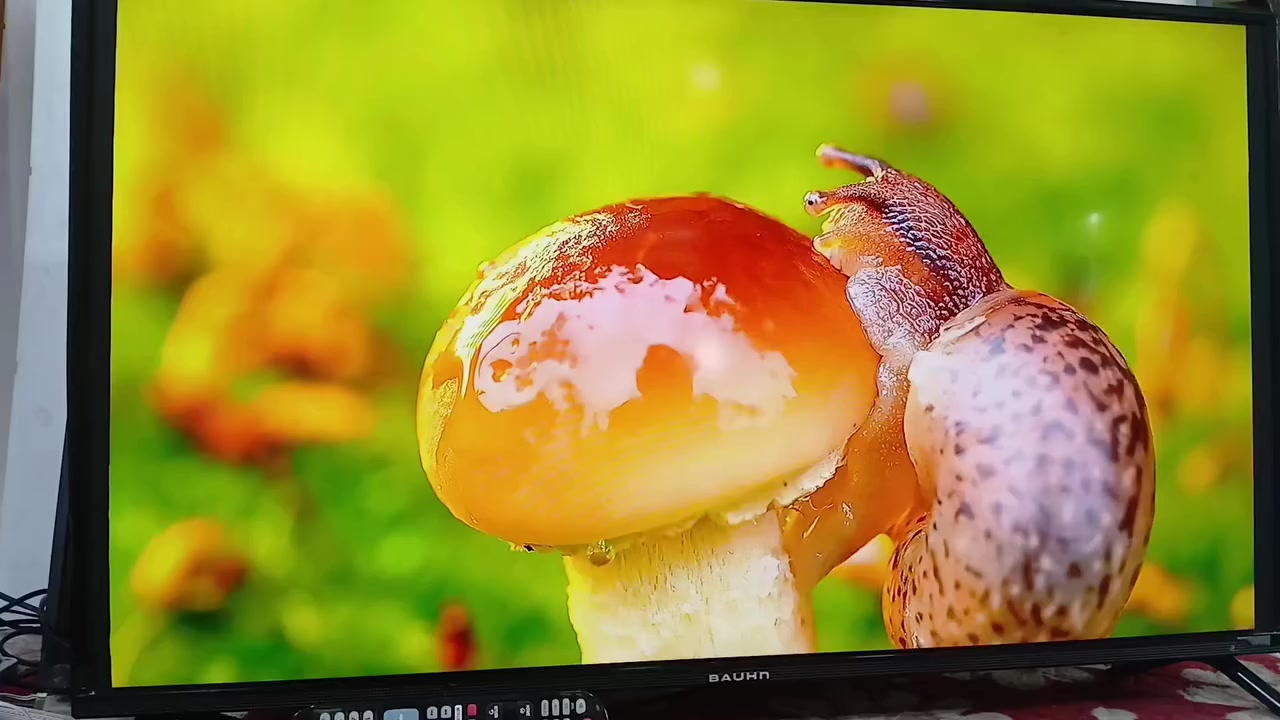 حجم ٤٠ فول اج دي ٦٠ هيرتز باهون مو من ذني الصيني التعبان سمارت انترنيت سعر ١٢٥ وبي مجال بسيط ***********
