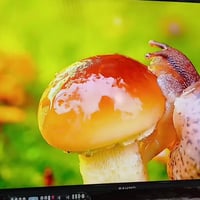 حجم ٤٠ فول اج دي ٦٠ هيرتز باهون مو من ذني الصيني التعبان سمارت انترنيت...