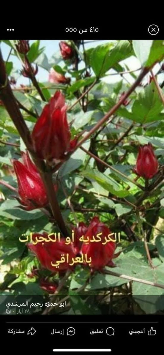 متاح لدينا بذورها بذور نبات الكجرات الشاي الأحمر الكركديه
لطلب والحجز واتساب *********** السماوه أو مراسلة الصفحه يوجد خدمة توصيل طلبات داخل السماوه ولكافة المحافظات لباب البيت أنواع البذور الاستوائية النادره
