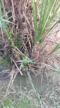 يوجد لدينا نخل بريم احجام قنينه غاز واكبر للاستفسار على الاسعار والتفا...