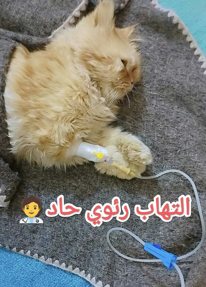 #قبل أيام كان في ضيافتنا قط جميل ولعوب #لأحد اخواتنا 🌺 
#يعاني من  
#خمول عام 😞 
#ارتفاع بدرجة حرارة الجسم 🌡️ 
#صعوبة التنفس 😣
#فقدان الشهية 🤢 
#عدم القدره على الحركة 🥺
#بعد الفحص والتشخيص 🧑‍⚕️ 🩺 
#لوحظ اصابة القط....#بالتهاب رئوي حاد... مع ملاحظة وجود #سوائل في الرئه ...#نيمونيا...نتيجة لتعرضه لتيارات هواء بارده جدا ....مما أدى إلى #فقدان شبه تام للوعي ...نتيجة انخفاض مستوى الأوكسجين في الدم....
تم وعلى الفور إعطاء المحاليل الوردية اللازمة....مع كورس كامل من العلاج 💉  💊 والمتابعة المستمرة مع المربي ... وبعد مرور عدة أيام والحمد لله تم اكتساب الشفاء التام 😍 🧑‍⚕️ 💯 
العيادة البيطرية City cat clinic 
#حله -جمعيه الشارع الخدمي قرب قنطره اليهوديه مقابل البشير للتمور العالمية من جهة الشارع الخدمي 
#للحجز والاستفسار يرجى مراسله الصفحه او الاتصال على الرقم ***********
#تتوفر خدمه توصيل لجميع المحافظات 🛵 
@

