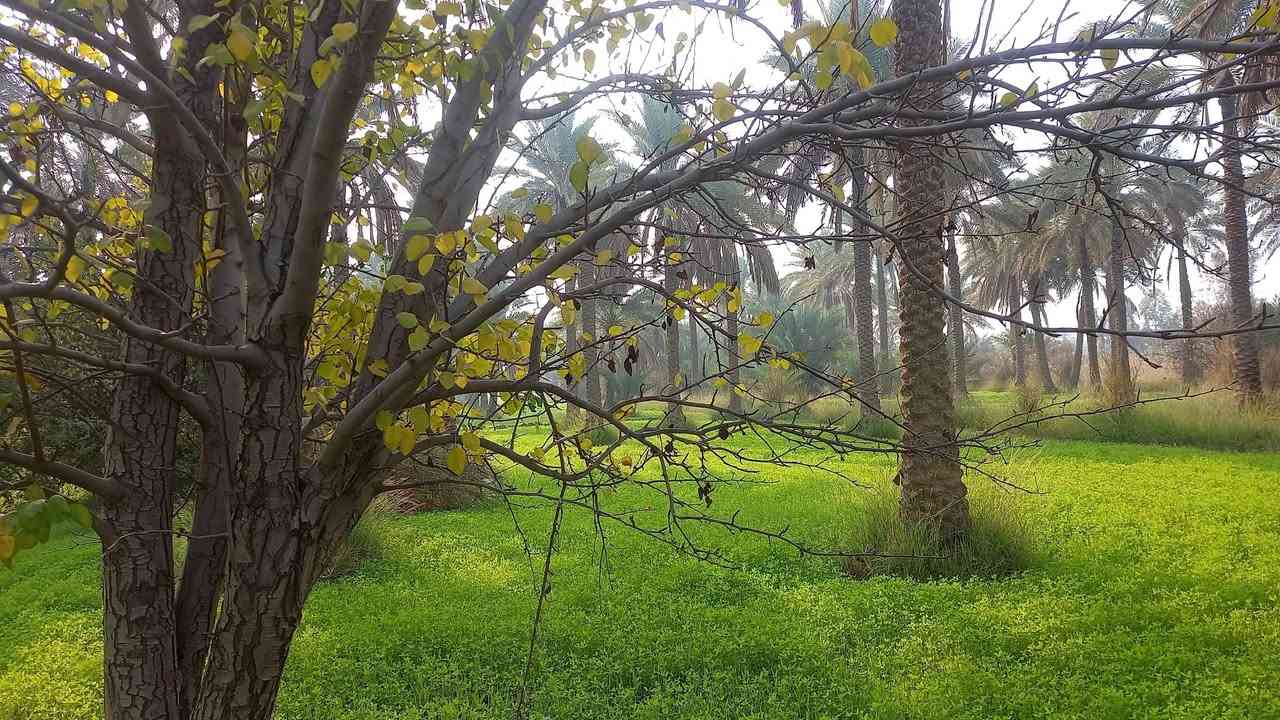 السلام عليكم
٤٣دونم طابو سند ٢٥ فلاحه ملاجه
السعر ٦٥مليون مع المجال البسيط
العنوان الحسينيه تبعد عن سوك العطيشي ٣كم أو أقل وعن التبليط الفرعي ٥٠م
غير متواجد عالفيس 
استفسار اكثر الإتصال  على الأرقام التاليه 
***********
***********
أومراجعة مكتبنا (مكتب جوهرة الإخلاص)
 الكائن في الحسينيه مجاور  مطعم سيد فلاح تيل ٣٥٤
