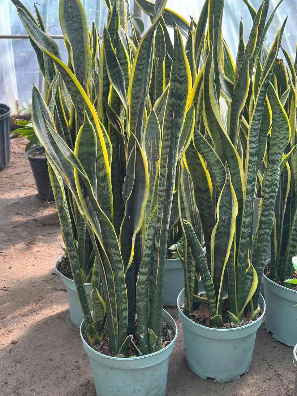 اسعد الله اوقاتكم بكل خير احلى متابعين🌹🌹

مثل ما عودناكم بنشر كل ما هو جديد🌲🌲
نعلن عن وصول وجبه جديده من النباتات الضليه 🌳🌳 والزهور🌹🌹  واشجار الفواكة والسنادين 
🌿🍀🌴💐🪴🍂
يوجد توصيل داخل  قضاء الصويره فقط 
للإستفسار الاتصال على الرقم ***********
🌴💐
العنوان,: #شارع_الغطاس_خلف_المجمع_السوري 
🪴
إدارة المشتل
***********
***********
