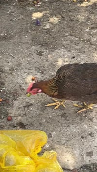 ديج • دجاجه • الهوير