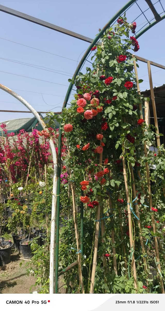 يعلن مشتل الربيع عن ووجود كافه انواع الزهور العطرية وغير العطرية بحجامها والوانها المحلية والاجنبية والعطرية 

1/ جهنمي عمودي ومستلق 🌹
2/ جهنمي تركي قطمر 🌸
3 / جوري عراقي وايراني🌹
4/ روز ايراني 🌺
5/ ورد الاستر والبتونيا والقرنفل 💐
6/ بخور الهندي 🌷
7/ متسلق النسرين الاحمر والابيض🍁
8/ متسلق العسل العطري 🌴
9/ ورد بنت القنصل🍄
10/  الكاردينا العطرية 🌼
11/ ورد الرازقي العطري 🌺

مشتل الربيع طريق الديوانية دغاره بعد معمل الطابوق 1 كيلو متر على جهه اليسار على جهه المعمل للاستفسار الاتصال على الارقام

ابو احمد *********** ناظم الجبوري 
ابو احمد ‏‪***********‬‏  وتساب 
سجاد *********** سجاد ناظم 

يوجد خدمه توصيل داخل محافظة الديوانية فقط
