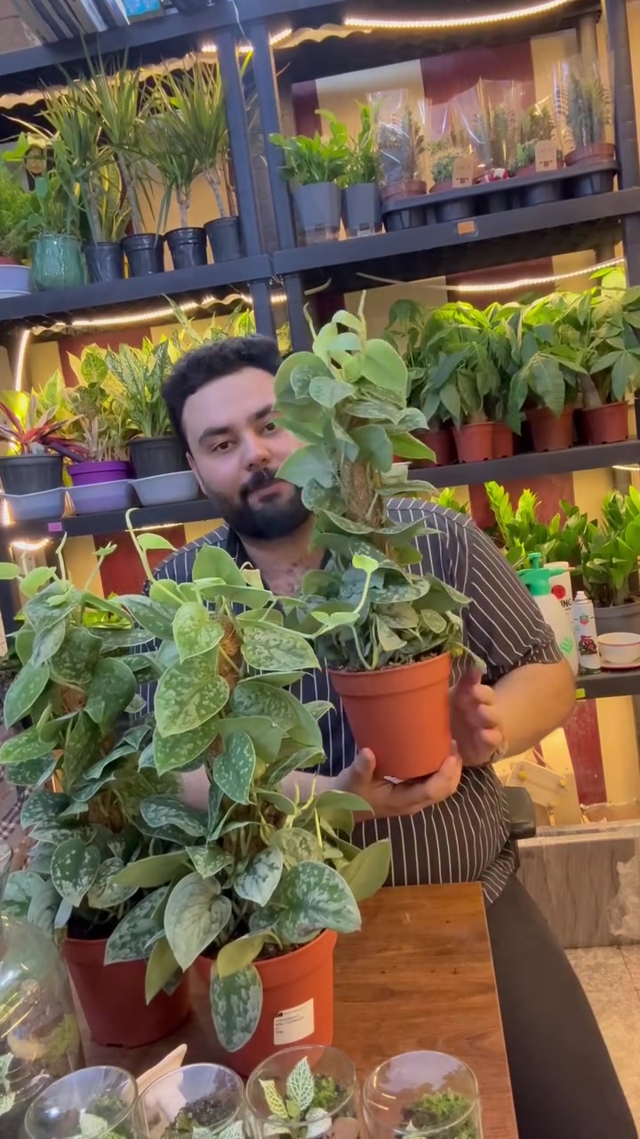 بفضل رب العالمين نباتات الضل المتوفره في معرض اوسكار 
من افضل المناشئ الهولنديه والعراقيه 
العنوان /بابل مسيب/شارع الاول العماره الزرقاء مقابيل امير المختار 
توصيل داخل المسيب حسب المنطقه 
توصيل كل المحافظات ٥٠٠٠
***********

