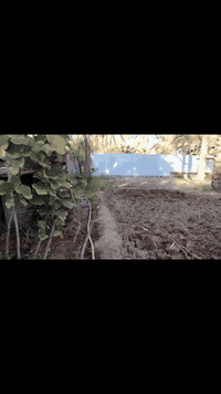 قرب البارون • ٧٣٠م • بستان ودار ١٨٠م