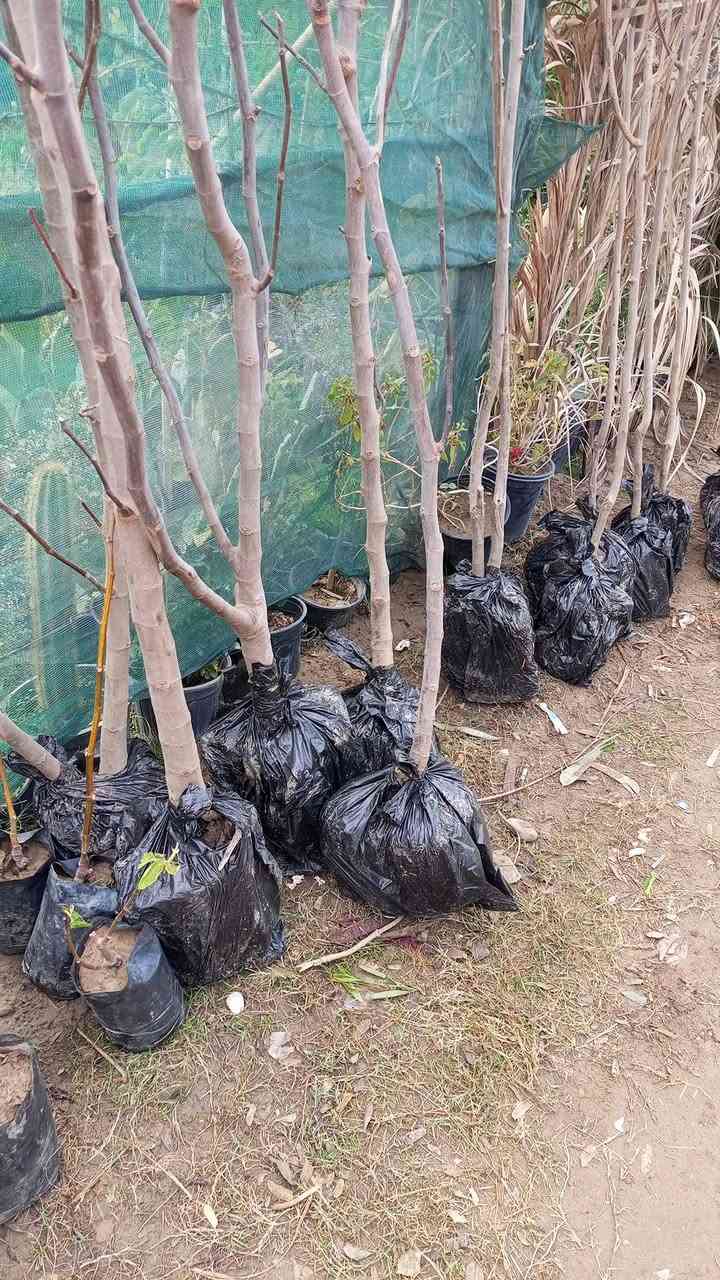 💯💯💯💯💯مشتل الجمعيه 💯💯💯💯💯
توفرت وجبه جديده من النباتات الخارجية

تين عرموطي إيطالي اصفر ارتفاع/2متر 
كاكي طماطه مطعم ارتفاع 2متر 
لنك الدنيا غير مطعم ارتفاع 2متر
عفص ارتفاع 1متر
رمان اسود ارتفاع 80سم
زعرور احمر مطعم ارتفاع 2متر متر
الدجيل الجمعيه خلف الدفاع المدني 💯 
للاستفسار *********** واتساب مازنجر 
توجد لدينا خدمه توصيل داخل الدجيل 💯
