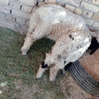 طليان • ذكر ونثيه • قضاء الفهود