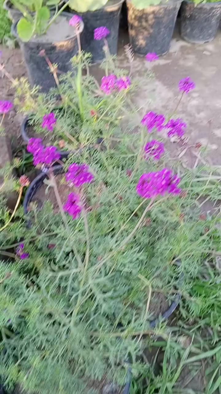 ورد المينا الزاحفه
للتواصل ***********
