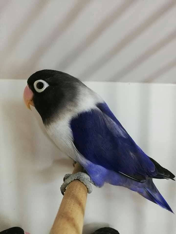 اللهم صلي علا محمد وال محمد
توفر غندور ازواج امامي تكاثر
 اراسلك او تراسلني ♥️♥️
للحجز الاتصال
رقم 💐 ***********
واتساب رقم 💐 *********** 
رجائآ المو شراي لا يتصل
توصيل موجود
