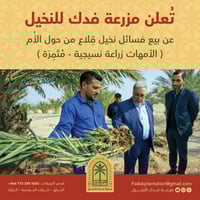 فسائل نخيل • كربلاء الرزازة • فسيلة برحي