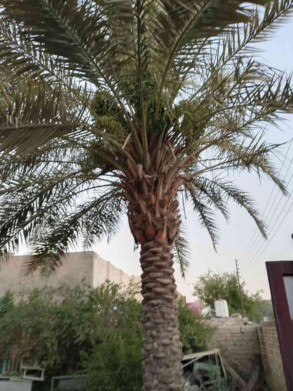السلام عليكم ورحمه الله وبركاته
 بيت للبيع طابو صرف المساحة 260 متر 
البناء غرفة /استقبال /مطبخ /صالة 
صحيات خارجية ....
السعر 70 
رقم الموبايل واتساب ***********
رقم الموبايل واتساب ***********
