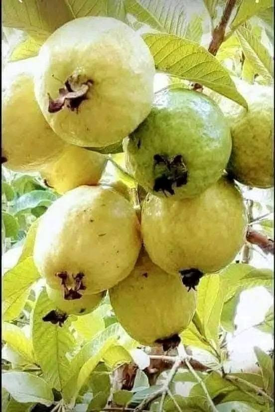‏
‏👈اشجار قزمي 🌹👇
‏للحدائق واسطح المنازل والبلكون 
‏
‏🌹 ليمون شهري مكسيكي مقزم وعادي حامل ثمر 
‏🌹مانجا مصرية مقزم وعادي 
‏🌹افوكادو مصرية مقزم وعادي 
‏🌹جوافة مصرية مقزم وعادي 
‏🌹كاكا اسباني مقزم وعادي حامل ثمر 
‏،🌹كستناء تركي مقزم وعادي 
‏🌹شجر شوكولاتة مقزم 
‏🌹بلاك بيري حجم كبير 
‏🌹دراجون فروت التنين حجم كبير 
‏🌹بباي مقزم وعادي 
‏🌹مس فلورا جامبو كوكتيل حامل ثمر 
‏🌹تين جميز مقزم 
‏🌹برتقال ابو صرة ملوكي مقزم وعادي حامل ثمر 
‏🌹كلمنتينا امريكي مقزم وعادي حامل ثمر 
‏🌹قشطة مصرية مقزم وعادي 
‏🌹تين زراقي تركي مقزم وعادي حامل ثمر 
‏🌹بندق تركي مقزم وعادي 
‏🌹ليمون الكافيار حجم  كبير
‏🌹دوالي زيني بلدي حلواني دراويشي 
‏🌹كرز احمر عناب شامي مقزم وعادي 
‏🌹مشمش مستكاوي حامل ثمر 
‏🌹دراق جميع الانواع حامل ثمر 
‏🌹خوخ جميع الانواع حامل ثمر 
‏🌹زيتون اسباني مقزم اربكينا 
‏🌹زيتون بلدي رومي مطعم 
‏🌹زيتون نبالي محسن
‏
‏للاستفسار التواصل على الرقم 0776989864  التوصيل مجاني لباب بيتك جميع المحافضات 
‏عندك ارض وحاب تستصلحها وتزرعها احنا بنزرعلك اياها 
‏🌹مختصون بتنسيق الحدائق والمزارع  وزراعة الأحواض وتأمين 🌹التربة الحمراء وتقليم وتركيب الاشجار تسميد ورش المبيدات والكشف مجاني
‏


**إذا كنت صاحب هذا الإعلان وتريد حذفه لأي سبب، رجاءا أرسل رسالة إلى الدعم الفني**