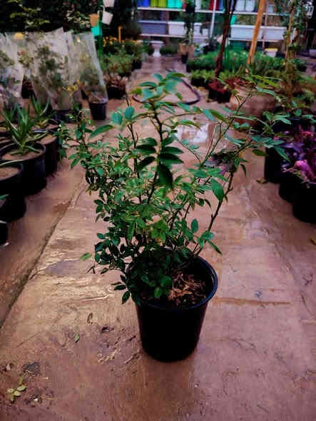 🌿🌸نسرين متسلق🌸🌿
من اجمل و أقوى النباتات المتسلقة
يعتبر نوع من انواع الجوري، دائم الخضرة مقاوم للحرارة والاجواء العراقية (عن تجربه)

توفر لدينا كثيف مثل ما موضح بالصورة

السعر ٤٠٠٠ دينار
#خصم 👇
كل ٣ شتلات بـ١٠،٠٠٠ دينار فقط 💥
#ملاحظة
(النبات ما مورد حالياً و الوان غير معروفة)

للطلب و إلاستفسار الاتصال على الرقم التالي *********** ☎️
يوجد توصيل داخل الكوت فقط 🚕
متواجدين 👇
من الساعة 8:00 ص🕗
و حتى الساعة 10:00م🕙
