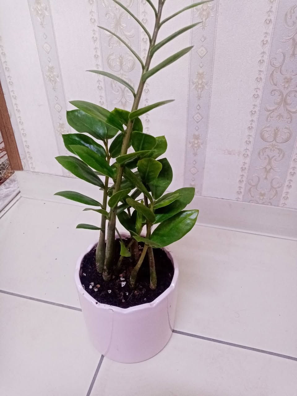 🌿 زرع طبيعي للبيع 🌿

متوفر زرع مائي داخل قارورة أنيقة
ومتوفر زرع مزروع بالتربة داخل سندانات جميلة 🌱

الأسعار تختلف حسب حجم السندانة أو القارورة.

الزرع يضيف جمال وراحة للبيت أو المكتب 💚
للطلب أو الاستفسار راسلنا على الخاص 📩


**إذا كنت صاحب هذا الإعلان وتريد حذفه لأي سبب، رجاءا أرسل رسالة إلى الدعم الفني**