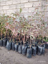 اشجار • قرية شنف • تفاح شرابي