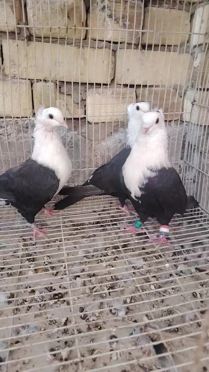 م ت ا ح زوجين شعل باسود زوج امايات وزوج بناتهن  ب20.000


**إذا كنت صاحب هذا الإعلان وتريد حذفه لأي سبب، رجاءا أرسل رسالة إلى الدعم الفني**