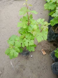 مشتل العلويه • ورود موسمية ودائمة • عنب حلواني